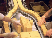 Oferta pracy w Holandii na produkcji sera bez znajomości języka Eindhoven 2015
