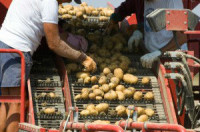 Dania praca w Odense przy pakowaniu ziemniaków bez znajomości języka 2015