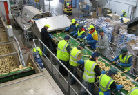 Praca w Holandii przy pakowaniu warzyw od zaraz bez języka Zwaagdijk