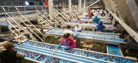 Praca Holandia w Waalwijk na produkcji przy sortowaniu warzyw i owoców