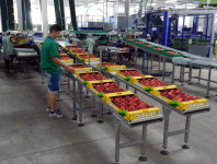Praca Niemcy dla par bez języka przy pakowaniu owoców od zaraz Rostock