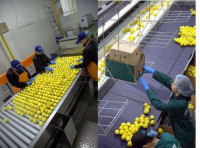 Oferta pracy w Niemczech na produkcji pakowanie owoców Kolonia bez języka