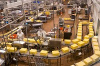 Bez znajomości języka dam pracę w Holandii na produkcji serów od zaraz Tilburg