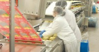 Praca w Holandii na produkcji przekąsek serowych od zaraz z j. angielskim