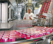 Dam pracę w Holandii produkcja jogurtów Limburgia z językiem angielskim
