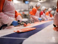 Dla kobiet ogłoszenie pracy w Danii przy pakowaniu ryb od zaraz Outrup