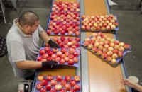 Od zaraz praca w Danii bez znajomości języka pakowanie owoców Næstved
