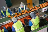 Fizyczna praca Holandia od zaraz – sortowanie i pakowanie marchwi, Baarlo