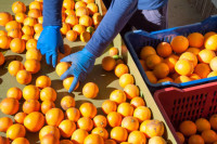 Pakowanie owoców – praca w Belgii od zaraz na produkcji w Meer 2018