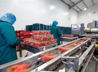 Oferta pracy w Holandii na produkcji przy pakowaniu owoców od zaraz, Venlo