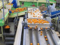Bez języka Holandia praca na produkcji przy sortowaniu i pakowaniu owoców, Venlo