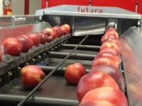 Haga, oferta pracy w Holandii na produkcji spożywczej bez języka 2019