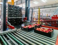 Holandia praca dla par bez języka na produkcji przy owocach i warzywach, Haga 2019