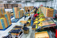 Praca w Holandii od zaraz także dla par przy sortowaniu-pakowaniu owoców i warzyw Eindhoven lub Venlo