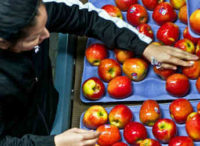Holandia praca od zaraz dla par pakowanie owoców i warzyw bez języka, Haga lub Oss
