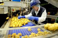 Oferta pracy w Niemczech przy pakowaniu-sortowaniu ziemniaków od zaraz Heringsand
